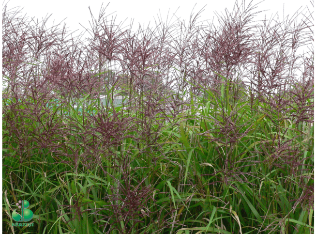 Miscanthus   'Purpurascens'